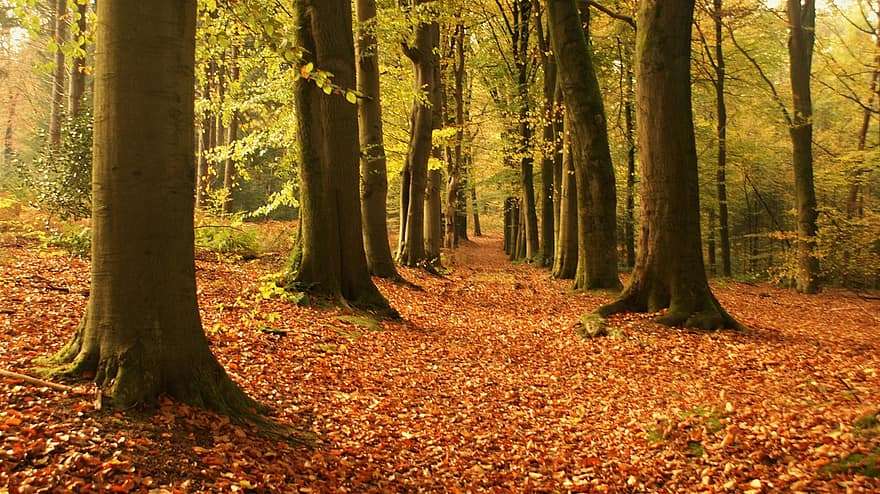 дерева, листя, ліс, проспект, природи, Нідерланди, осінь, дерево, лист, сезон, жовтий