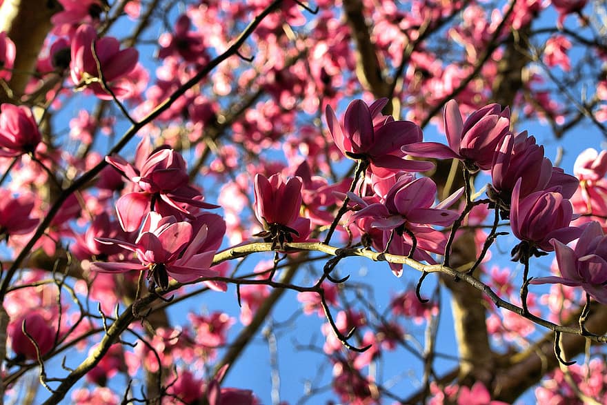 flori, inflori, a inflori, magnolie, roz, botanică, copac, primăvară, sezonier, în aer liber, floare