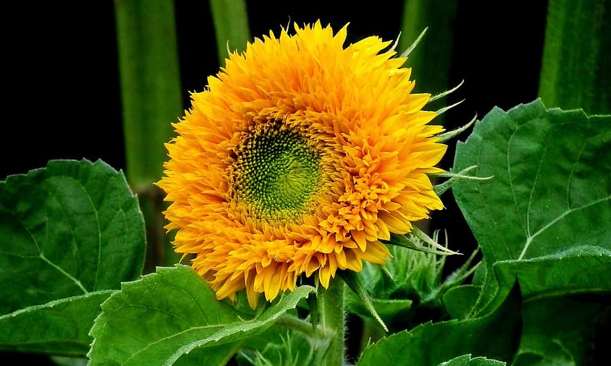 słonecznik, kwiat, ogród, płatki, żółty kwiat, żółte płatki, kwitnąć, roślina, żółty, liść, zbliżenie