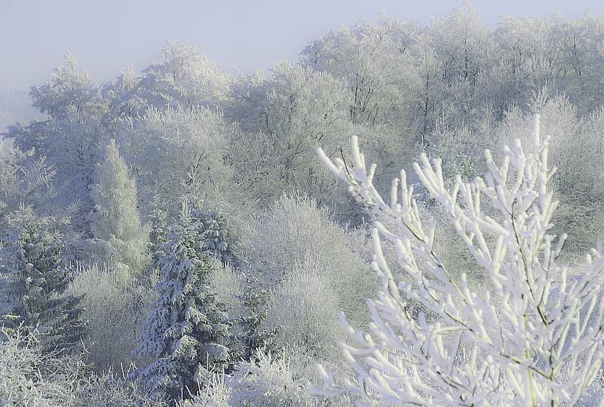 vinter-, träd, skog, frost, säsong, vildmark