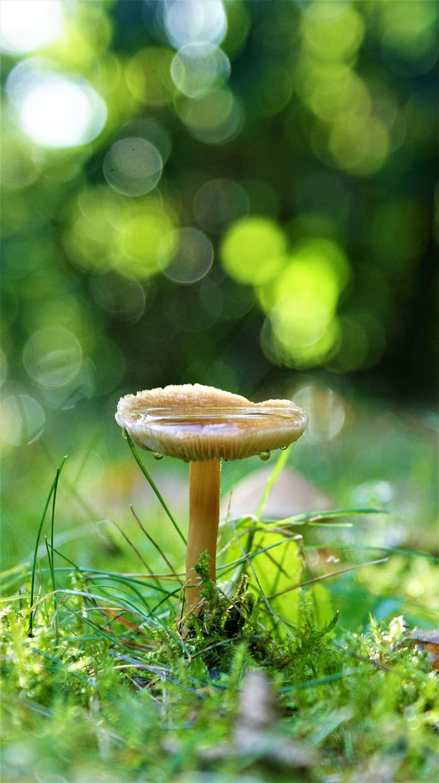 houba, voda, tráva, houba na mytí, výtrus, Druhy hub, mykologie, lesní půda, Příroda, podzim, kapky vody