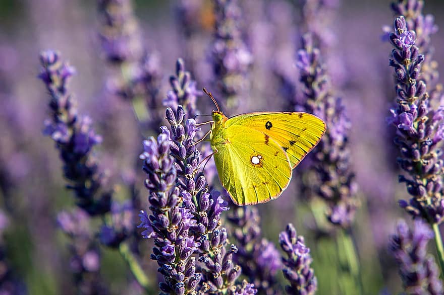 Butterfly, Flowers, Pollinate, Pollination, Lavenders, Insect, Winged Insect, Butterfly Wings, Bloom, Blossom, Flora