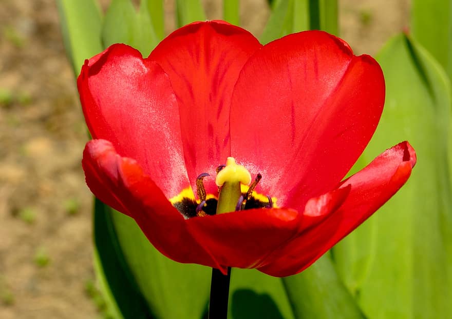 kwiat, tulipan, zwyczajny