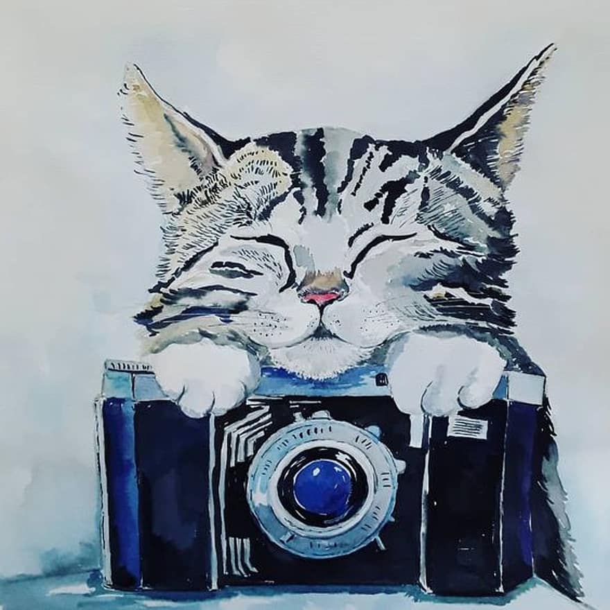 pisică, fotograf, fotografie, acuarelă, pisică amuzantă, aparat foto, echipamente grafice, pictura in acuarela, ilustrare, creativitate, pisica domestica