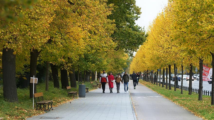 stromy, Příroda, podzim, sezóna, venku, cestovat, průzkum, ulice, silnice, chůze, chodník