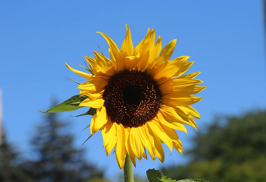 bunga, bunga matahari, bunga kuning, alam, langit, berkembang, kuning, musim panas, menanam, merapatkan, pemandangan pedesaan