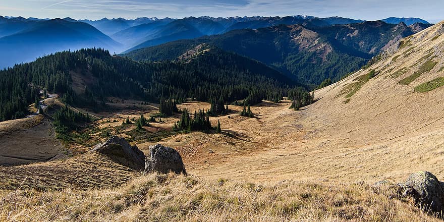 Olympic National Park, View From Hurricane Hill, Mountains, Trees, Forest, Evergreen, Nature, Panorama, Background
