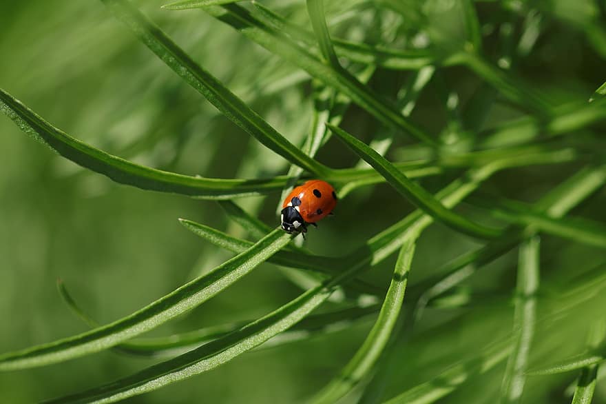 Animals, Insects, Ladybug, Beetles, Nature, Fauna, Beetle, Bug, Green, Foliage, Macro
