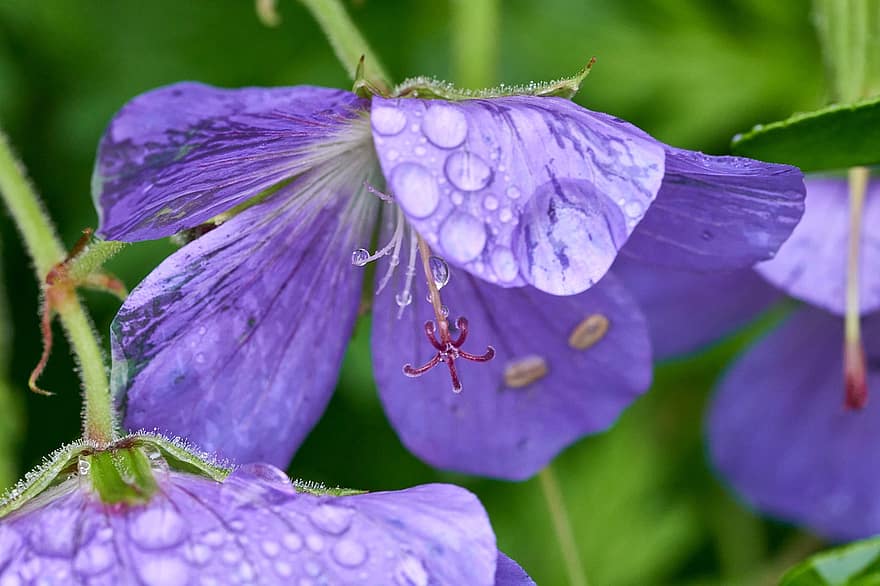 Geranium, Flowers, Dew, Wet, Dewdrops, Raindrops, Crane's Bill, Purple Flowers, Petals, Bloom, Plant
