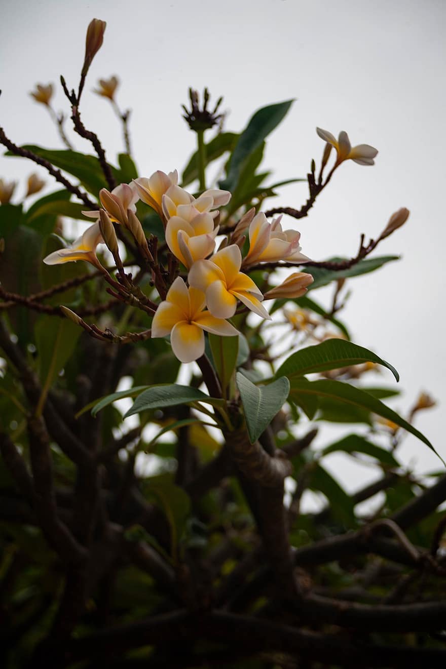 frangipani, plumeria, virágok, természet