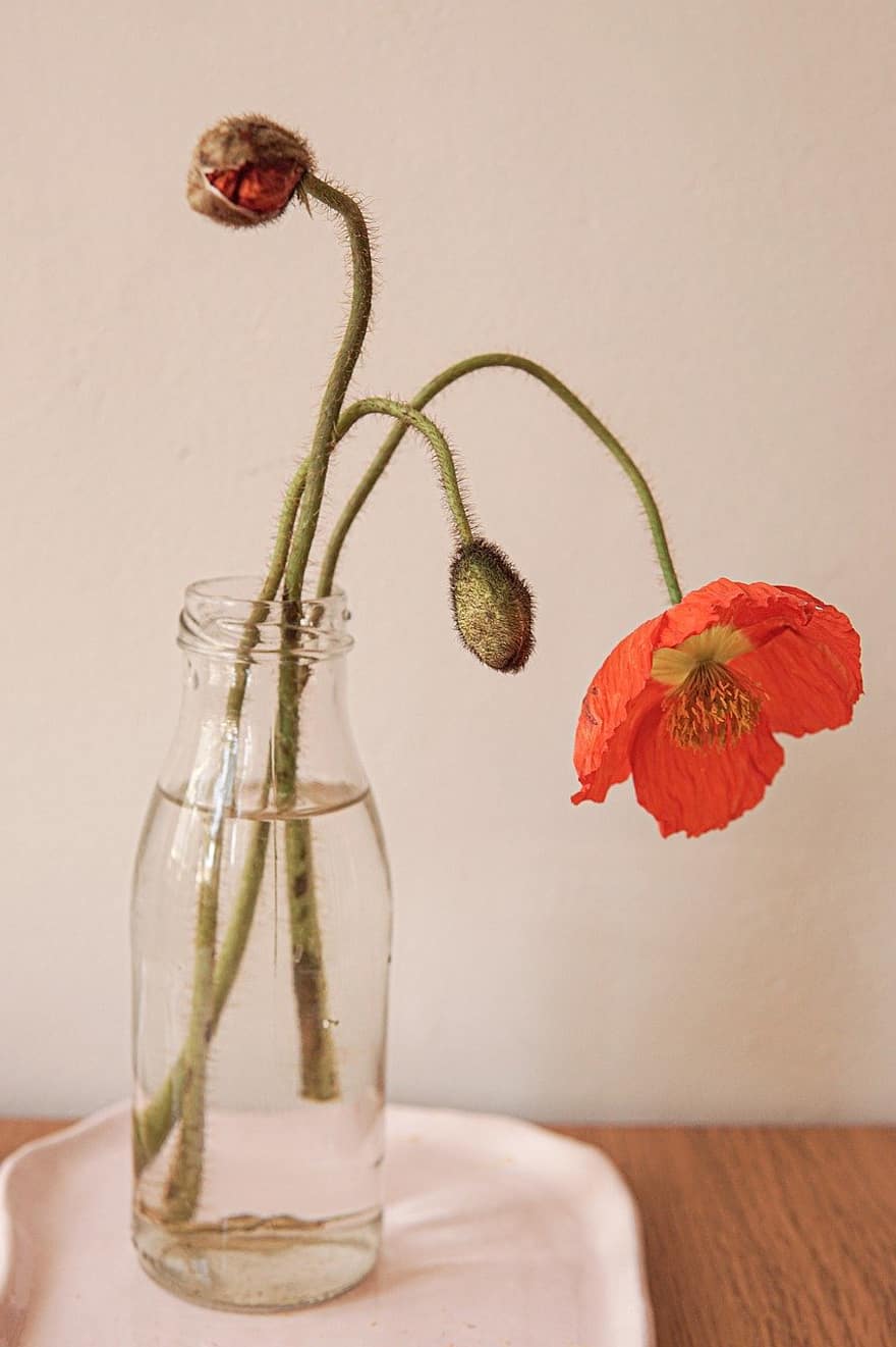 vase, blomst, poppy