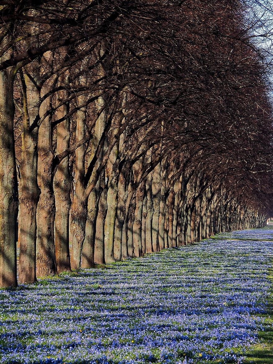 scilla, blaue blumen, Wiese, blühen, Avenue, Bäume, Hannover, Frühling, Blumen, Natur, Baum