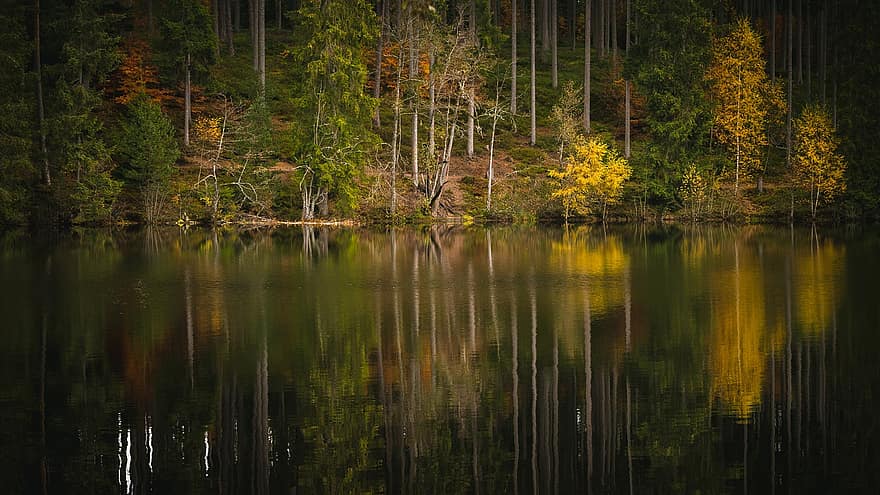 las, jezioro, Natura, jesień, pora roku, spadek, drzewo, woda, odbicie, zielony kolor, żółty