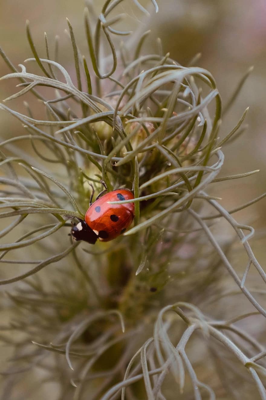 Ladybug, Grass, Nature