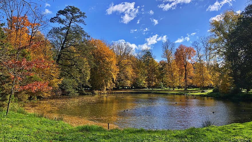 осень, пруд, Польша, природа, парк, пейзаж, лес, дерево, желтый, время года, зеленого цвета