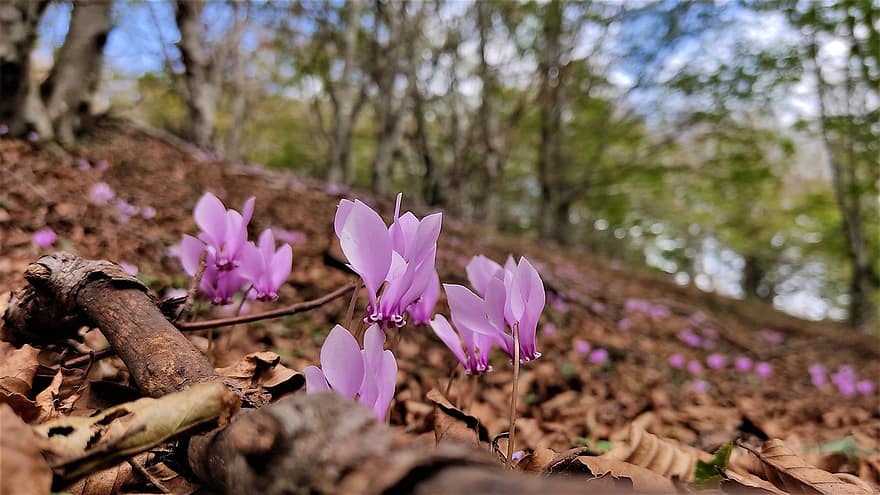 purpura ziedi, meža grīdas, mežs, raksturs