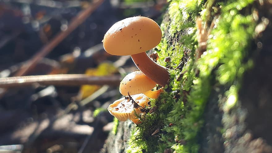 Mushrooms, Forest, Moss, Nature, Fungus