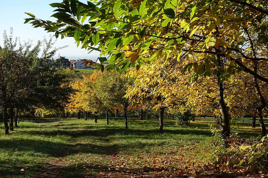 strom, listy, cesta, Procházka, podzim, palatinate, Příroda, túra, list, sezóna, venkovské scény