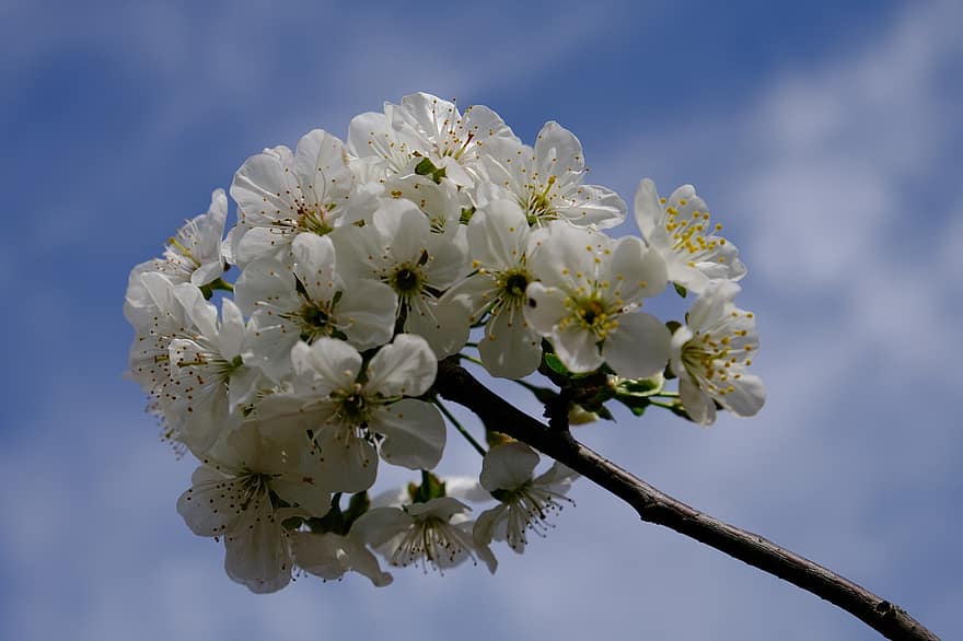 белый цветок, кислая вишня, дерево, Вишневые деревья Морелло, лепестки, пестик, тычинка, Блуз