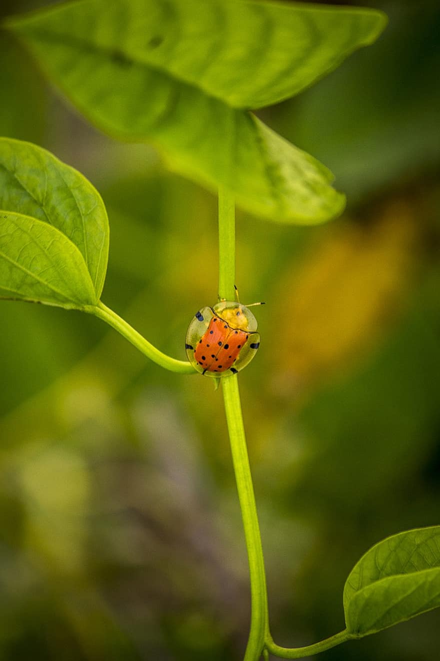 Bug, Beetle, Plants, Leaves, Insect, Wildlife, Green, Animal, green color, close-up, plant