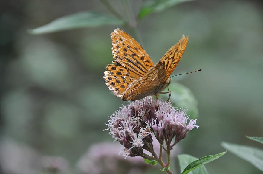 Butterfly, Insect, Flowers, Fritillary, Animal, Garden, Nature