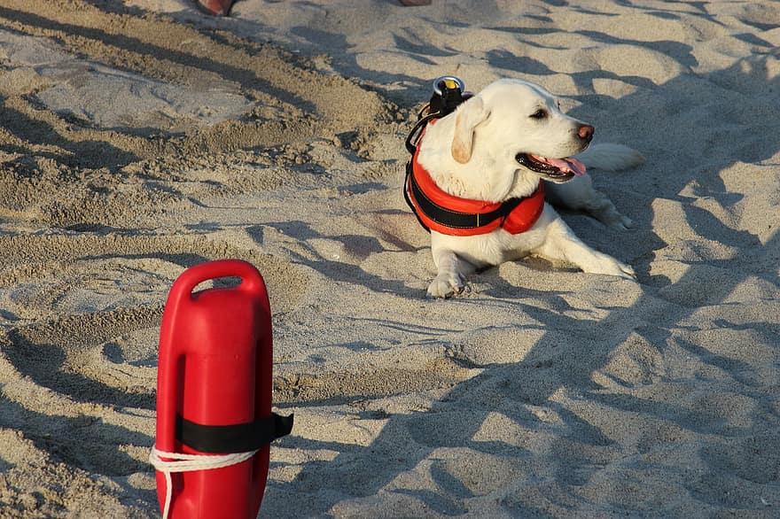 Labrador, pies, ratować, plaża, ratownik, baywatch, morze