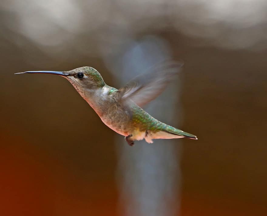 colibrí, pati posterior, primer pla, vida salvatge, ocell, verd, bronzejat, marró, naturalesa, natural, colorit