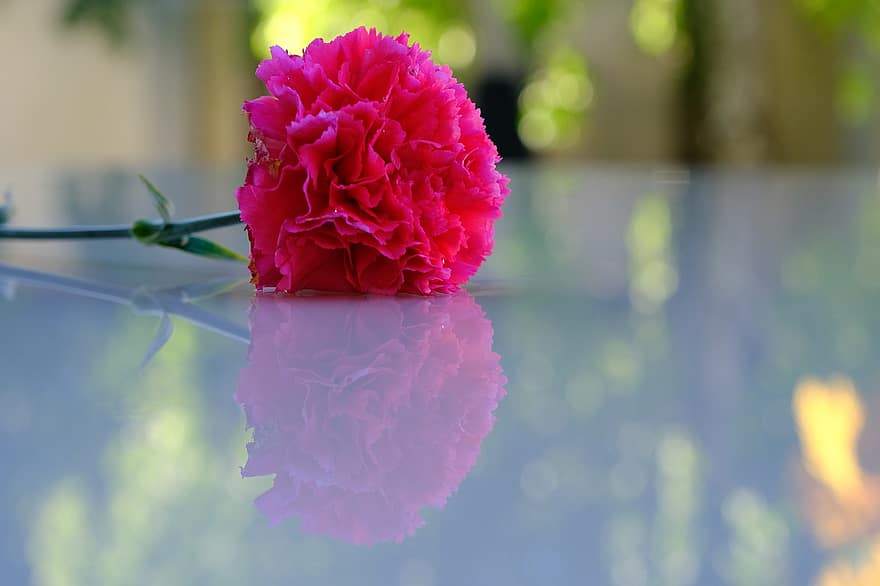 bunga, anyelir, refleksi, anyelir merah muda, bunga merah muda, kelopak, kelopak merah muda, bunga potong
