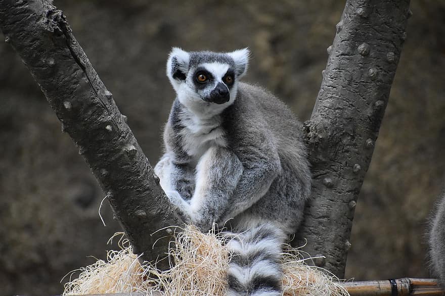 lemur, maimuţă, intern, Africa, Madagascar, singur, singuratic, trist, plictisit, plictiseală, blană