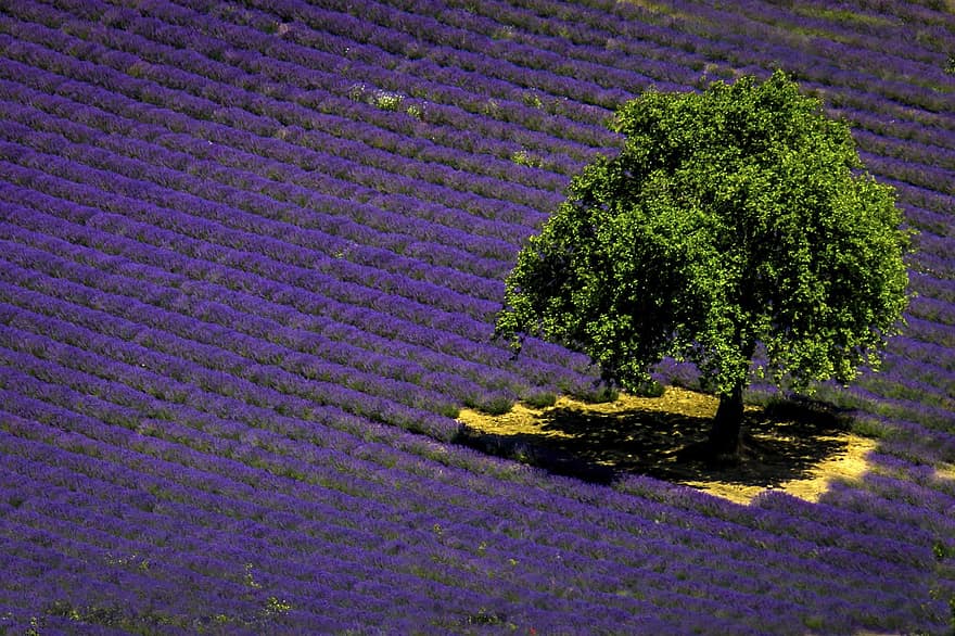 France, lavande, Provence, champ, arbre, été, la nature, violet, parfumé