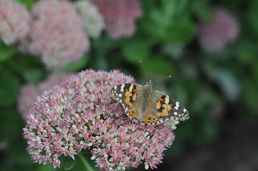 Painted Lady Butterfly, Butterfly, Flowers, Insect, Wings, Orpine, Plant, Garden, Nature