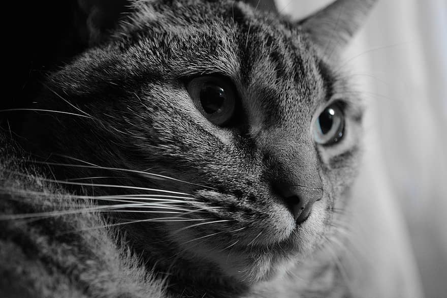 kedi, hayvan, hayvan portresi, kapatmak, siyah ve beyaz