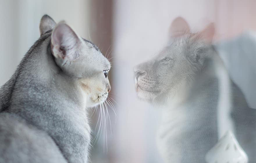 кішка, лев, дзеркальне відображення, себе, самооцінка, психологія, Самовіддавання, самовпевненість, самоцінність, Самосвідомість, его