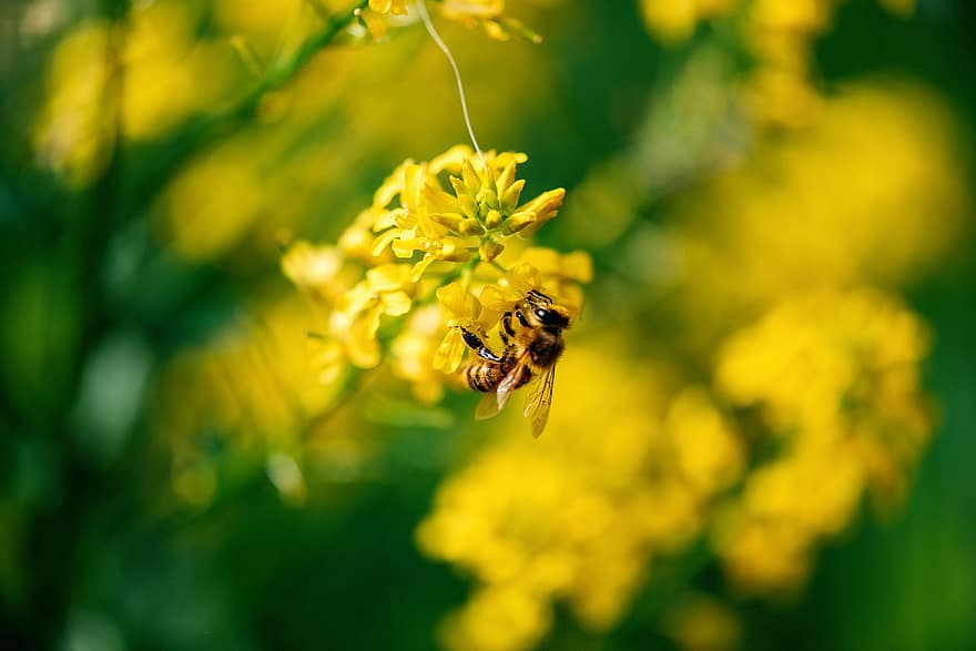 бджола, комаха, квітка, запилення, Кошик золота, aurinia saxatilis, пелюстки, Рослина, сад, природи, жовтий