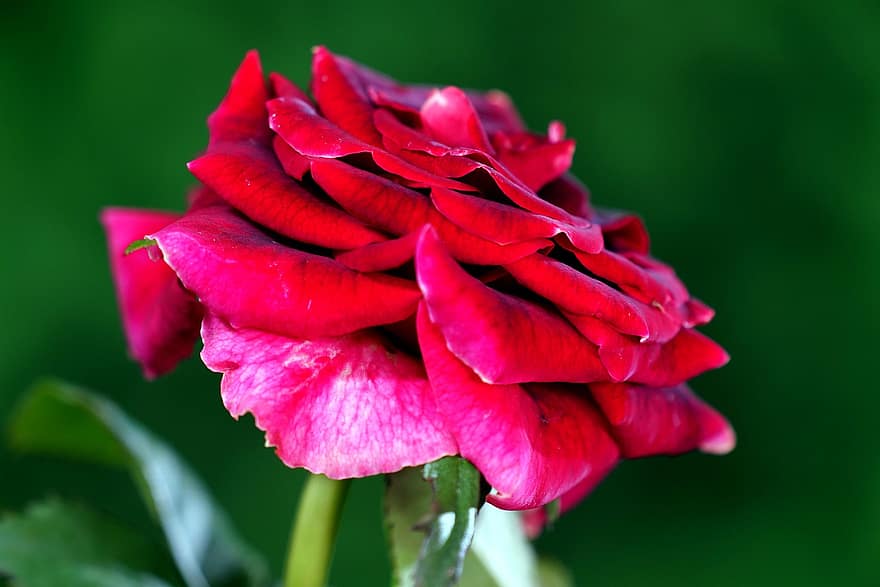 троянда, квітка, Червона роза, цвітіння троянди, пелюстки, пелюстки троянд, цвітіння, флора, природи