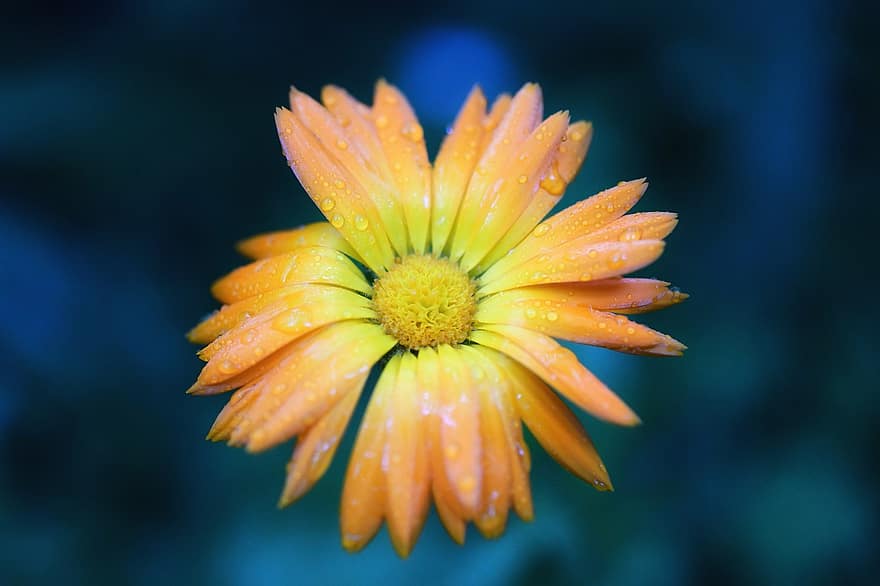 flor, Flor, pétalas, amarelo, laranja, beleza, chuva, gota de chuva, molhado, gota de água, tempo chuvoso