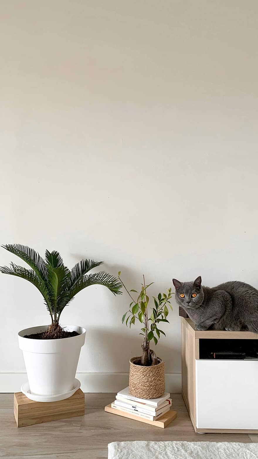 kočka, Kočkovitý, domácí zvíře, rostlina, Domov, design, interiér, byt, dekorace, zvíře, Příroda