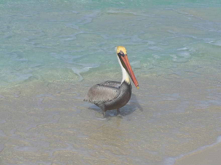 pelikan, spiaggia, uccello acquatico, mare, acqua, Cuba, vacanze, uccello, animale