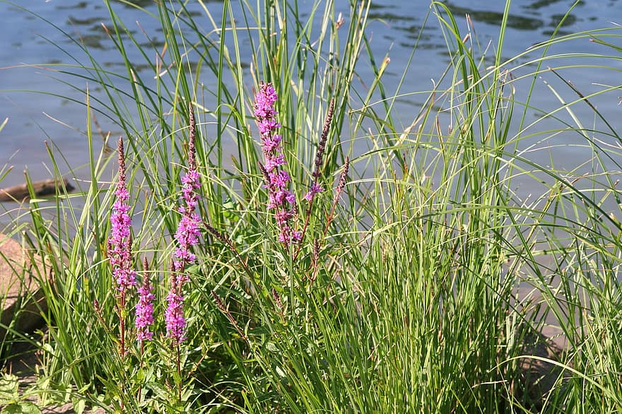 Rhine River, Shore Zone, Marsh Plants, Blossom