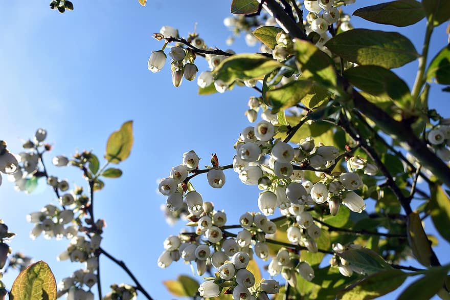 Bilberry Blossoms, Bilberry Flowers, White Flowers, Nature, Bush, Flowers, Spring, Agriculture, branch, leaf, tree