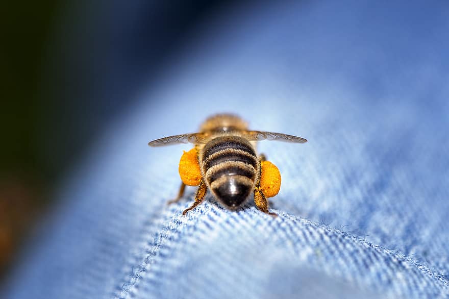 kumbang, lebah, serangga, Lebah Lapangan, lebah liar, alam, makro