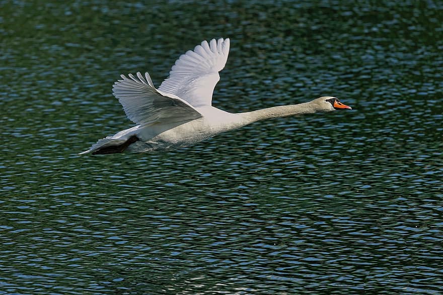 飛んでいる白鳥、川、白鳥、自然、動物、湖、フェザー、くちばし、野生の動物、水、池