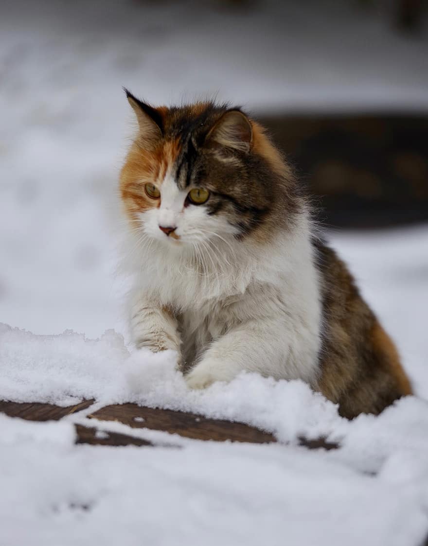 gato calico, gato, mascota, animal, nieve, invierno, piel, bote, nacional, felino