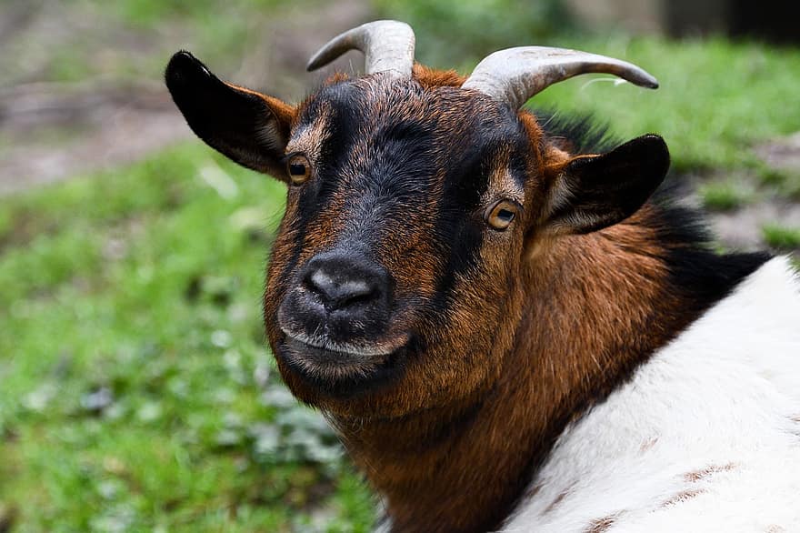 Goat, Animal, Livestock, Mammal, Domestic Goat, Horns, Farm, Animal World, Closeup, Portrait, Fauna