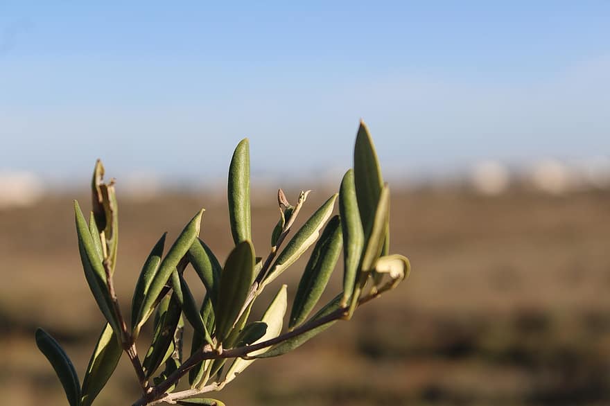frunze, oliv, copac, ramură, plantă, natură, salinas, cadiz, Spania