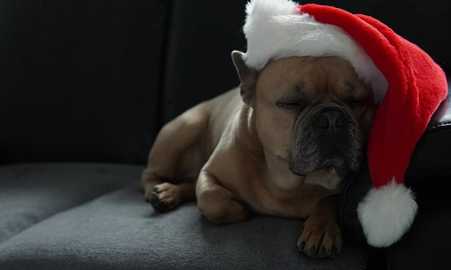 Коледа, френски булдог, спящо куче, Санта шапка, коледна картичка, Заспа на дивана