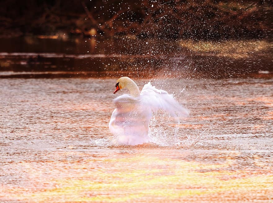 Swan, Lake, Waterbird