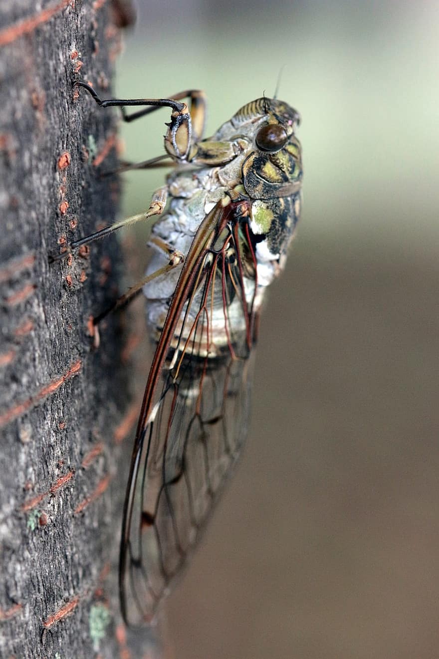 cicada, kukaiņi, kļūda, tuvplāns, makro, vasarā, dzīvniekiem savvaļā, posmkājiem, dzīvnieku spārnu, zaļā krāsa, bezmugurkaulnieki