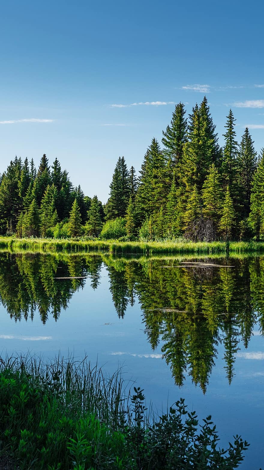 Lake, Sky, Forest, Trees, Leaves, Grass, Green, Reflection, Outdoors, Wilderness, Nature
