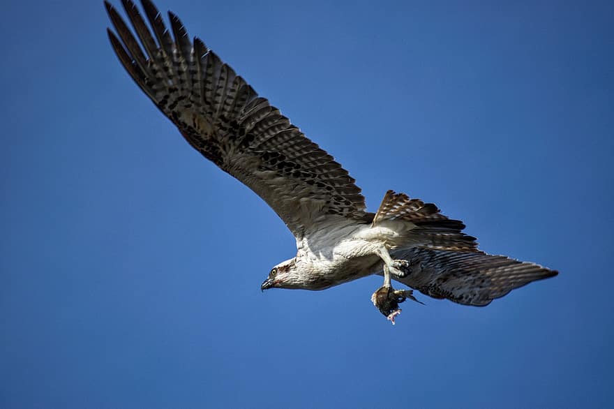 Águia-pescadora, raptor, pássaro, Ave de rapina, asas, voar, vôo, pássaro voando, plumagem, animais selvagens, penas
